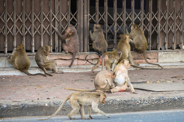 Many wild monkeys are causing a lot of problems in Lopburi City, both attacking tourists and destroying things around Lopburi City. - 766867193