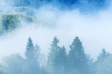 Summer morning fog in pine wood forest, beautiful scenic landscape from Bohinj region in slovenian Triglav national park - obrazy, fototapety, plakaty