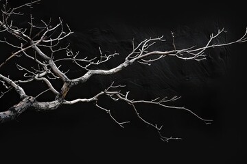 Wavy branches with no leaves isolated on a black background