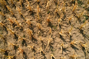 Aerial view of a dry wilted cornfield during a severe drought symbolizing global food and economic crises. Concept Agricultural Crisis, Drought Impact, Food Shortages, Economic Instability