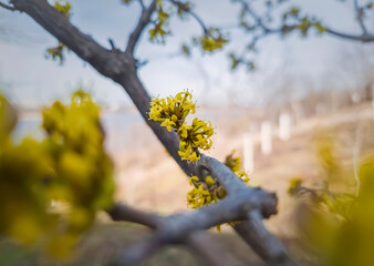 Close up yellow flowers of Cornus mas, the Cornelian cherry, European Cornel or dogwood. Spring season blooming tree - Powered by Adobe