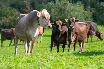 Cows are grazing on a summer day on a meadow in Switzerland. Cows grazing on farmland. Cattle pasture in a green field. Cows in a field on a eco Cattle farm. Herd of cows.