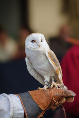 Barn owl on a falconer's glove - 766875310
