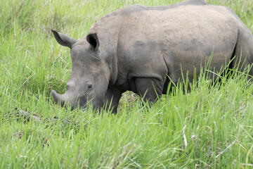 Obraz premium rhino in Uganda