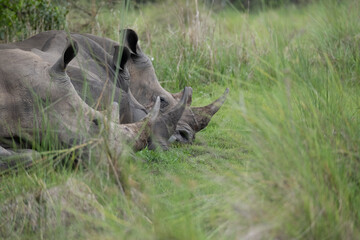 rhino in Uganda