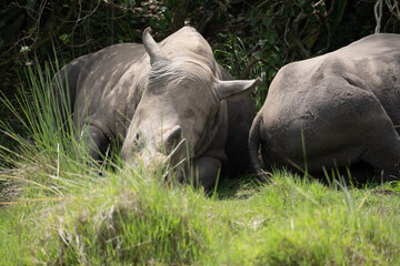 Obraz premium rhino in Uganda