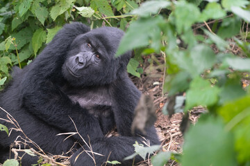 silverback Mountain Gorilla, Uganda
