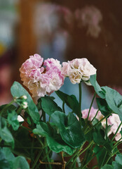 Some beautiful flowers in Viet Nam.