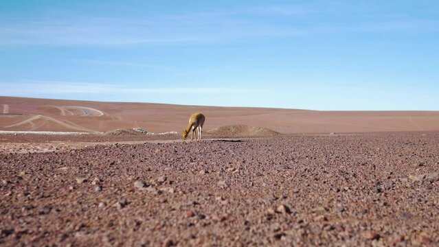 Vicuña Foraging In Barren Land In Bolivia. - wide, ground level shot