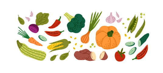 Different vegetables set. Fresh farm products, healthy autumn harvest, fall crop. Natural vegan food, organic pumpkin, onion, carrot. Flat isolated drawing vector illustration on white background