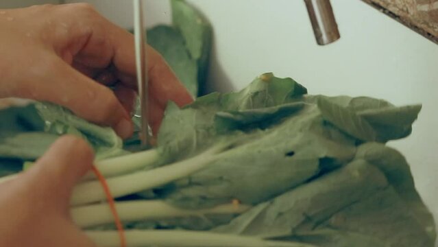 Close up of hands washing pechay or pak choi under running water in the sink showing the candid moment of peaceful daily home life
