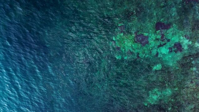 Reef shark black fin blue turquoise ocean. Beautiful aerial top view flight drone top down Above view
4k
