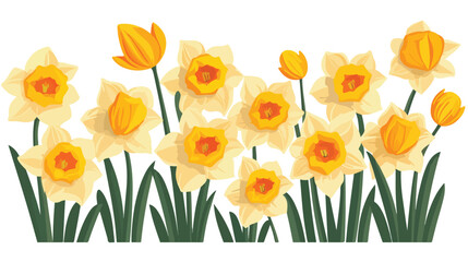 Daffodils flat vector isolated on white background 