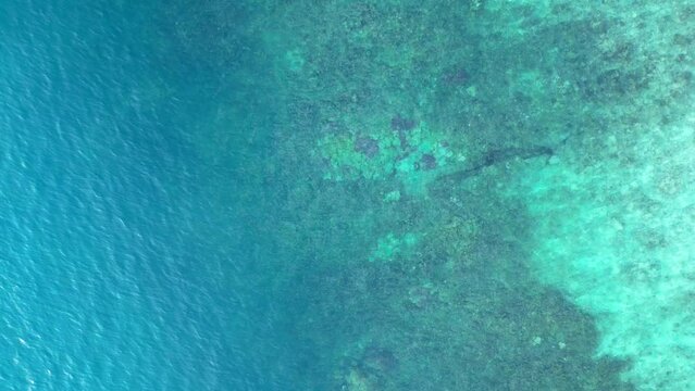 Reef shark black fin blue turquoise ocean. Gorgeous aerial top view flight drone camera pointing down
4k