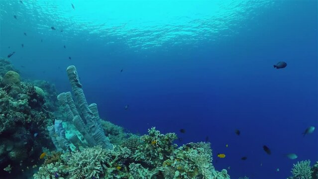 Tropical Seascape Underwater Life. Tropical underwater sea fish. Philippines.