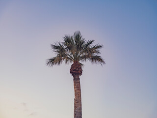 palm tree at sunrise - 766878507