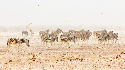 Naklejka premium Herd of Plains zebra (Equus quagga) walking in a desert landscape during a sandstorm in Etosha National Park, Namibia 