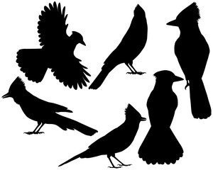 Collection of silhouettes of blue jay bird
