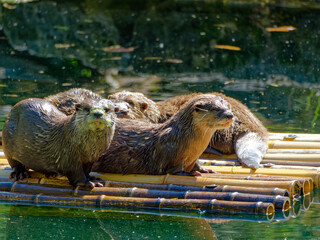 Family of asian small-clawed otter (Aonyx cinereus) on a floating raft in Lyon zoo, France