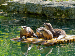 Family of asian small-clawed otter (Aonyx cinereus) on a floating raft in Lyon zoo, France