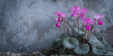 Blooming Flowers on Concrete Texture