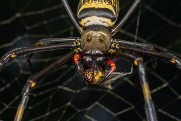 Super macro photo of Spider, butterfly caterpillar and insects in nature.