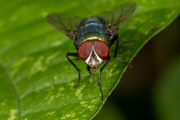 Super macro photo of Spider, butterfly caterpillar and insects in nature.