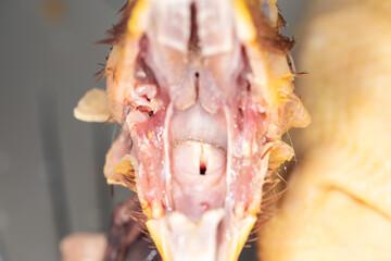 Anatomy and Physiology of the chicken in laboratory.