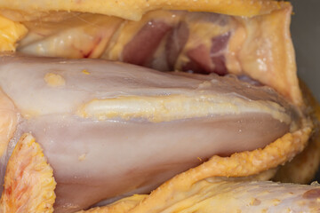 Anatomy and Physiology of the chicken in laboratory.