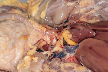 Anatomy and Physiology of the chicken in laboratory.