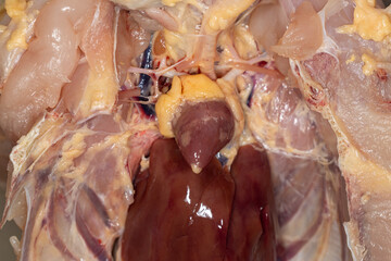 Anatomy and Physiology of the chicken in laboratory.