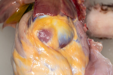 Anatomy and Physiology of the chicken in laboratory.