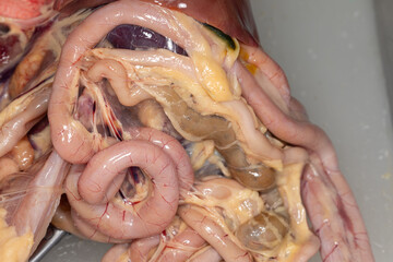 Anatomy and Physiology of the chicken in laboratory.
