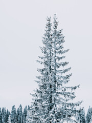 Snow-Covered Spruce Tree Standing Tall in Swedish Winter Landscape