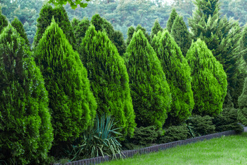 Gęste zielone zadbane tuje w ogrodzie rosnące jedna przy drugiej - obrazy, fototapety, plakaty
