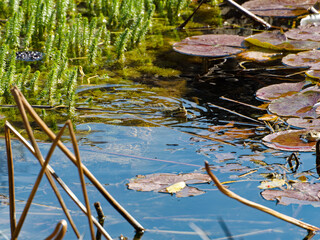 Frog swimming in a pond in early spring, Tete d'Or park, Lyon, France
