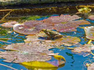 Frog on a lily pad in a pond in early spring, Tete d'Or park, Lyon, France