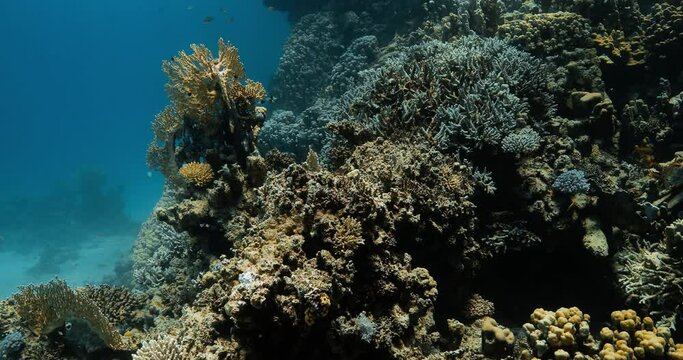 an undersea mountain hidden beneath a mass of corals