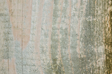 Obraz premium Tło, szare popękane stare drewno z bliska