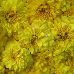 Close-up beautiful asters in yellow color