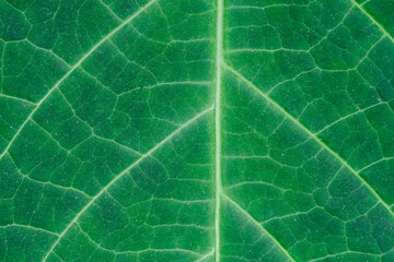 Zielone tło, regularna struktura liścia z bliska