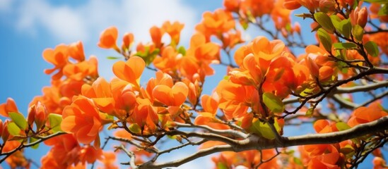 A close up of a tree with vibrant orange flowers, set against a clear blue sky. The flowers bloom beautifully, decorating the natural landscape