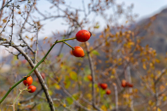 Beautiful branches of dog-rose, canker-rose with red/orange leaves and red fruits.