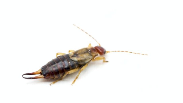 European earwig Forficula auricularia or Labidura riparia