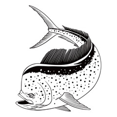 Dorado Fish Illustration in Black and White