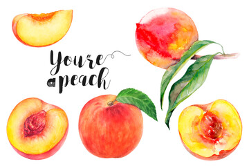 Watercolor illustration of peach fruits set close up. Design template for packaging, menu,...