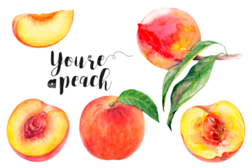 Watercolor illustration of peach fruits set close up. Design template for packaging, menu, postcards. PNG