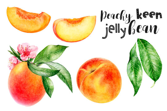 Watercolor illustration of peach fruits set close up. Design template for packaging, menu, postcards. PNG