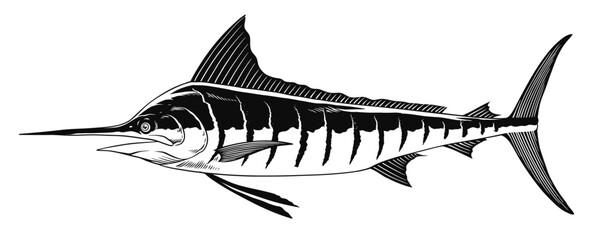 Marlin Fish Hand Drawn Illustration in Black and White