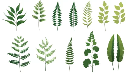 Foto op Plexiglas Fern Leaves flat vector isolated on white background © Aina